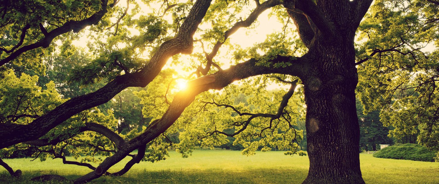 slider-baum-1500x630.jpg